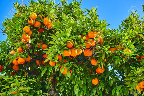 Arbol De Mandarina