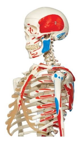 Esqueleto Humano Con Inserciones Maqueta De Anatomia 180cm