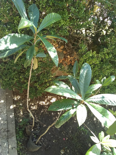 Árbol De Nísperos. Frutal Verde Menta Verde