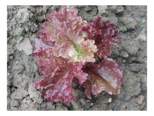 400 Semillas Lechuga Morada 4 Estacion P/huerta O Hidroponia