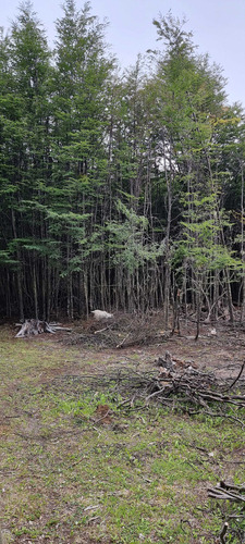 Sector Cerro Galera, Coyhaique (71829)