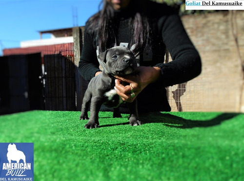 American Bully