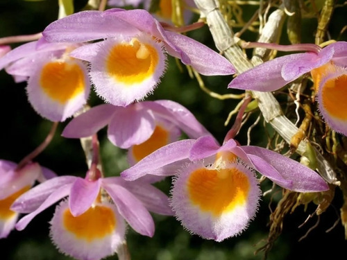 Paquete De Tres Orquídeas Con Envio