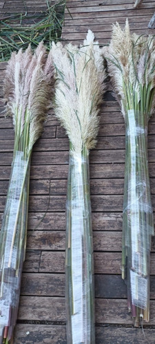 Cortadera De Las Pampas / Pampa Grass / Cola De Zorro