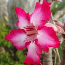 Comprar 50 Semillas Variadas De Adenium Rosa Del Desierto Obesum