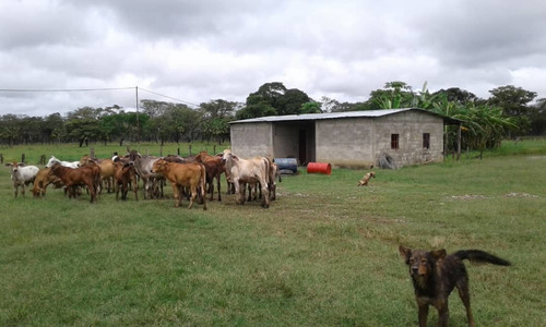 Imagen 5 de 9 de Finca En Sector Madre Vieja, Barinas