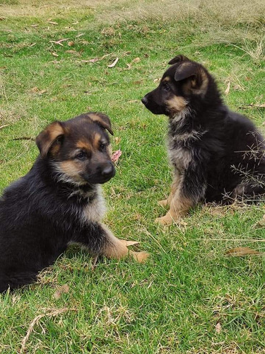 Imagen 2 de 2 de Hermosos Cachorro Pastor Alemán