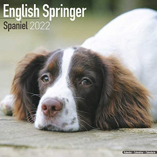 Libro: Calendario Springer Spaniel Inglés Calendarios De De