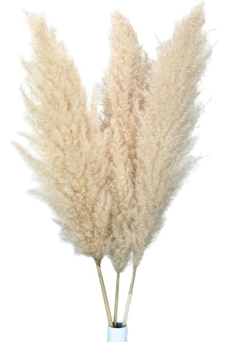 Ramillete De Pampas Naturales O Colas Zorro Para Decoración