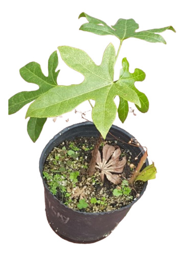 Planta De Brachychiton Acerifolius Arbol De Brachichito.