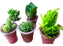 Comprar Cactus Y Suculentas Mixtas Para Recuerdos Por Mayor