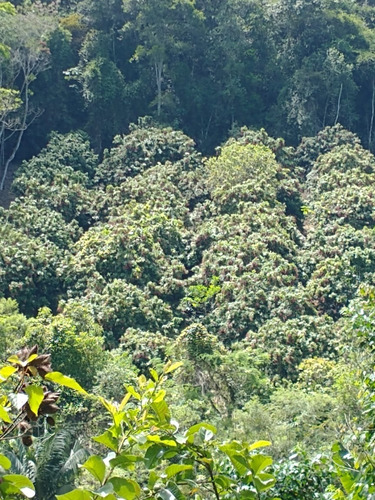 Imagem 18 de 24 de Sítio Com 03 Lagos, Nascentes, Fogão A Lenha, Churrasqueira, Árvores Frutíferas Sendo 70 Pés De Lichia, 150 Pés De Pitaia, No Bairro Faú Em Miracatu, Com 38.000 M² De Área Total Ref: Ch132/ac