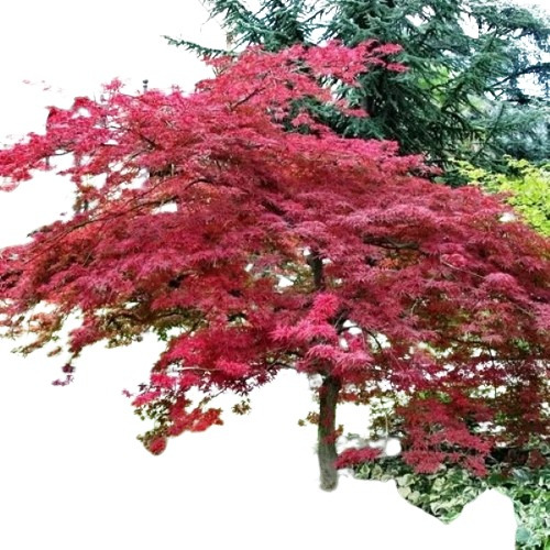 Maple Japones ( Planta ) Acer Palmatum 1.40m , Arce Japones