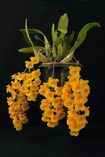 Muda De Mini Orquídea Dendrobium Agregatum No Cachepo