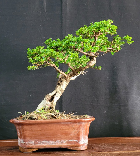 Bonsai