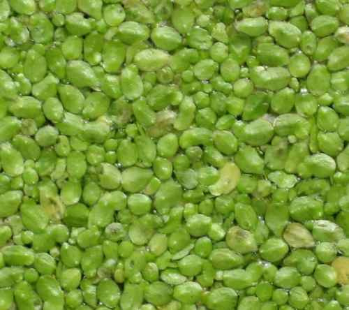 Pack Plantas Flotantes Lemna Minor Y Major - Porcion 30x30