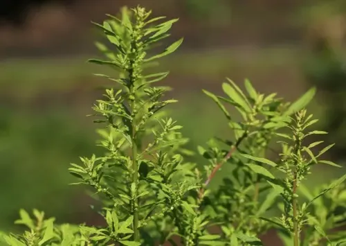 Paico Semillas De Hierba Medicinal Paico Epazote | Cuotas sin interés