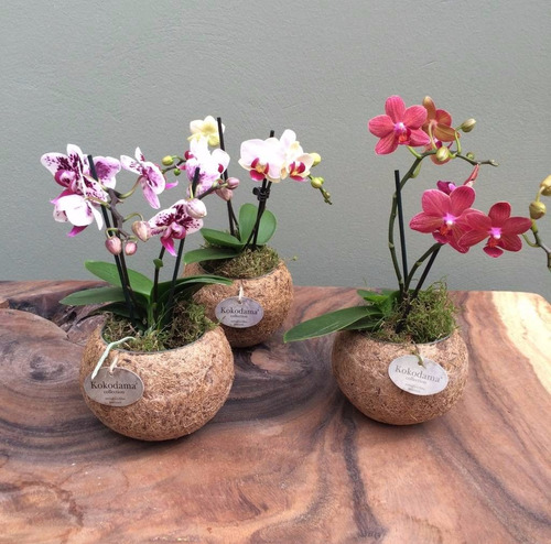 3 Orquídea Mini Phalaenopsis + 2 Fertilizante | MercadoLivre