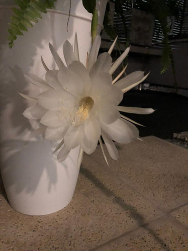 Planta Dama De Noche Epiphyllum Oxipetalum