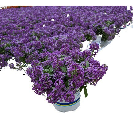 Imagem 1 de 7 de Alyssum Violeta Flor De Mell Alisso Flor Sementes P/mudas