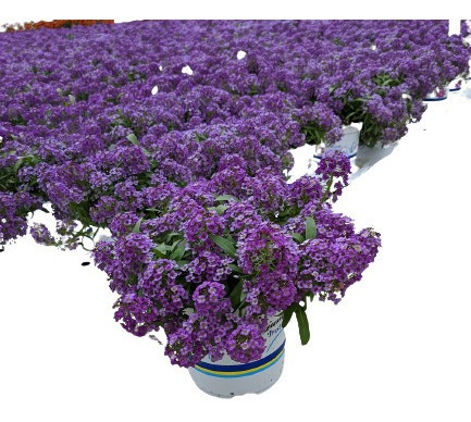 Alyssum Violeta Flor De Mell Alisso Flor Sementes P/mudas