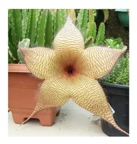 Busca muda grande com 4 brotos stapelia gigantea flor amarela a venda no  Brasil. - Ocompra.com Brasil