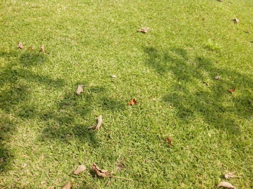 Terrenos En Venta En Ojite Veracruz, Casa Ypalapa