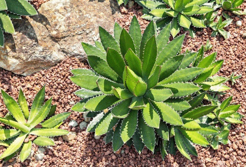 20 Semillas De Cactus Bisnaga + Instructivo