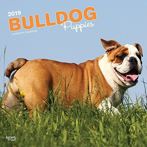 Bulldog Puppies 2019 12 X 12 Inch Monthly Square Wall Calend