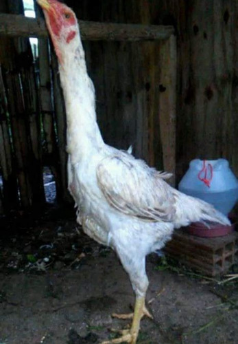 Vendo Índio Gigante
