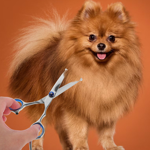 Aa Tijeras De Peluquero Para Mascotas, Antióxido, 1 Unidad,