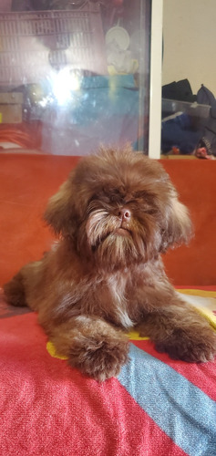 Shih-tzu Chocolate 