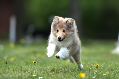 Cachorros Pastor Shetland Perros Sheltie Medellin Bogota