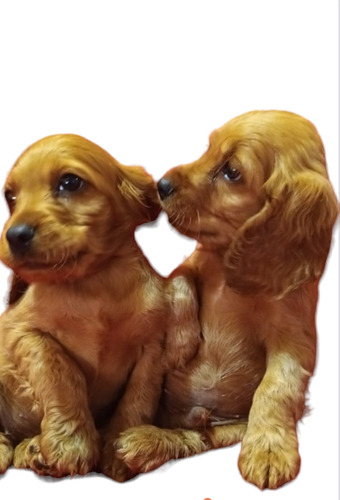 Cachorros Cocker Spaniel 