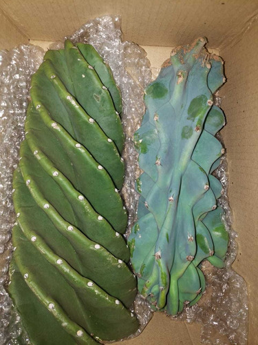Kit Estacas Cactos Parafusos E Monstro Azul