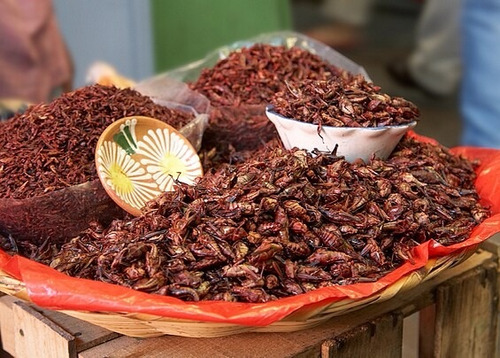 Chapulines Oaxaqueños Con Ajo Y Chile 500 Grs