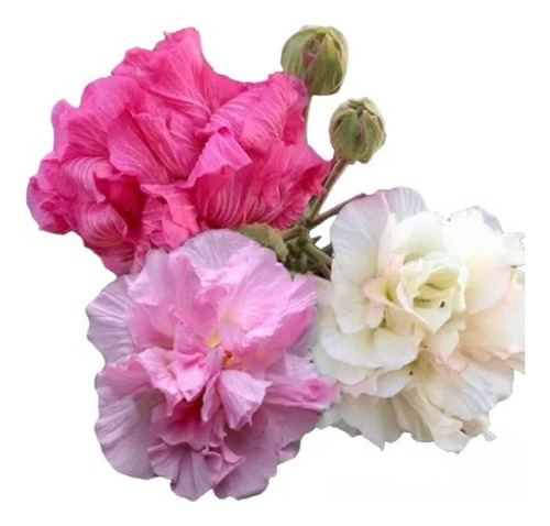 Sobre Para Sembrar 15 Plantas Rosa De Mayo Hibisco Mutabilis