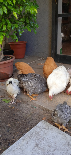 Pollos Barrados (Usado)