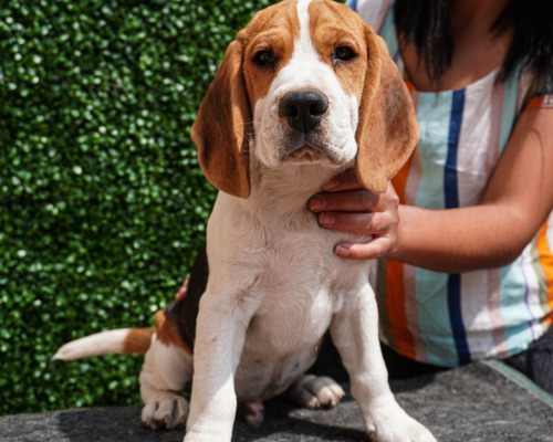Precioso Beagle Cachorro Macho Tricolor Fca - Cash - Transf