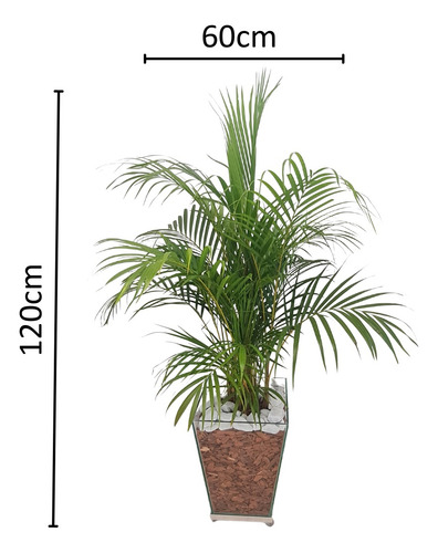 Palmeira Areca No Vaso De Vidro Com Rodinhas