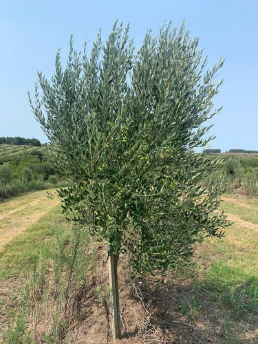 Terreno Olivar En Venta En Maldonado