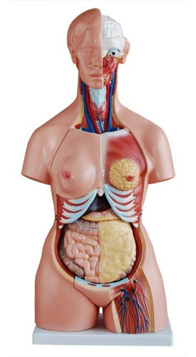 Imagen 4 de 7 de Torso Trisex Disectible En 21 Partes De Tamaño Natural 85 Cm
