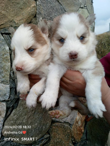 Husky Siberiano Macho