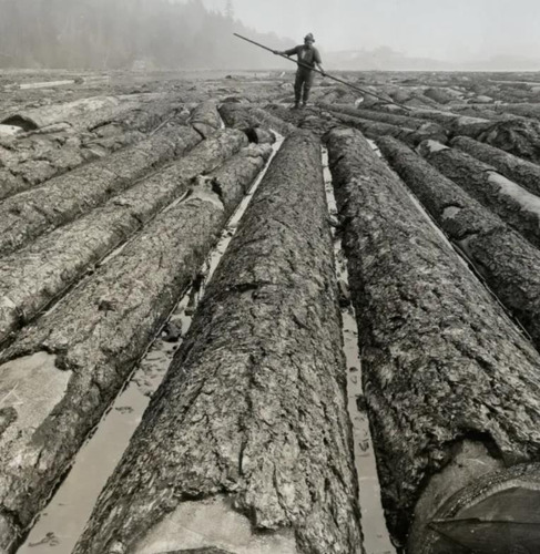 Sementes Pseudotsuga Menziesii Árvore Madeireira Para Mudas