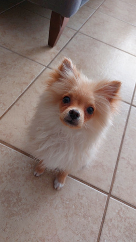 Cachorro Pomerania Cara De Zorro