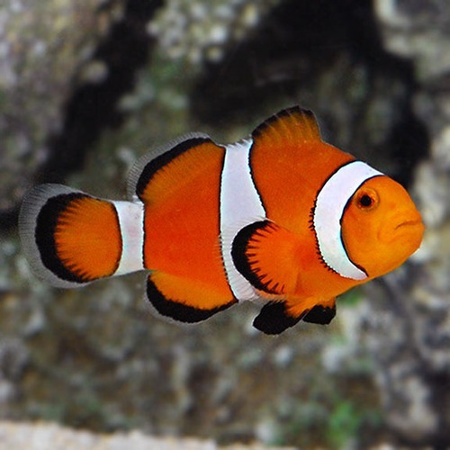 Combo De 10 Zoanthus + 1 Peixe Palhaço Pq