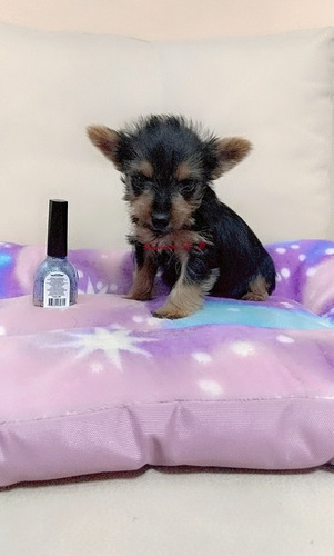 Yorkshire Terrier Mini Bellos Y Puros Yorky Cachorritos 550