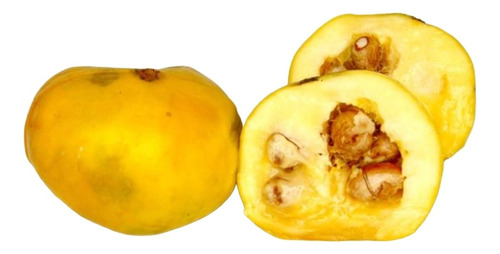 Planta Exótica Arazá Amarillo, Psidium Cattleianum 