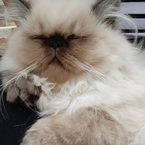 Imagen 6 de 6 de Gatos Persa Himalayos Eje Cafetero