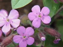Comprar 50 Semillas De Saponaria (saponaria Ocymoides) Color Rosa